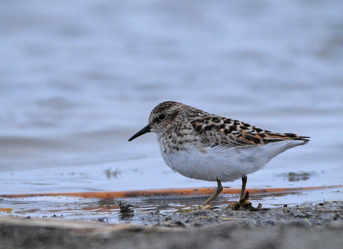 Least Sandpiper - Jeff Gardner