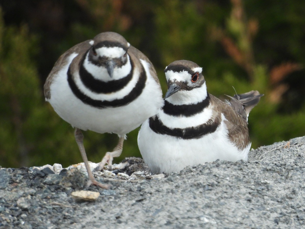 Killdeer - Randy Yuen