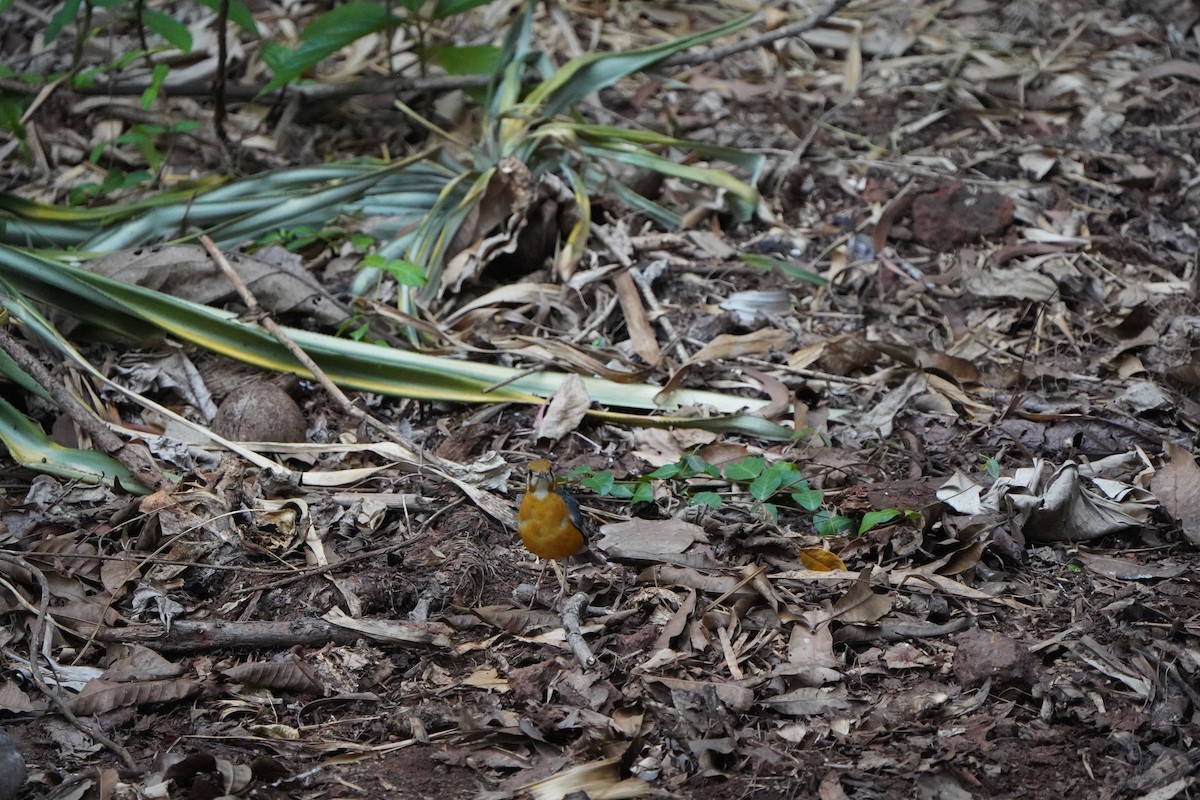 Orange-headed Thrush - Anup Prakash