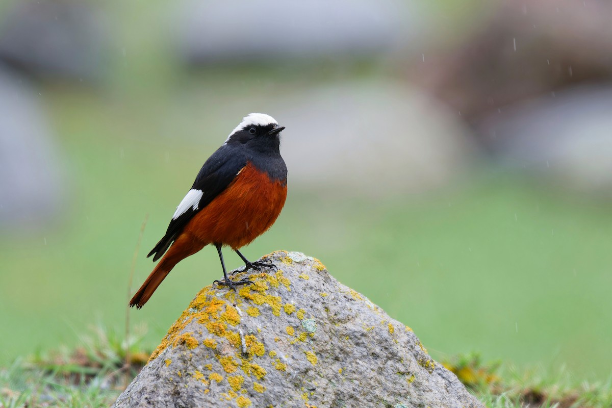 White-winged Redstart - ML618823181