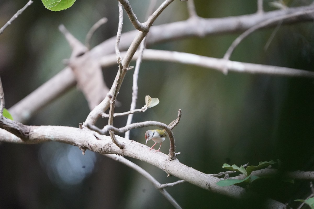 Common Tailorbird - Anup Prakash