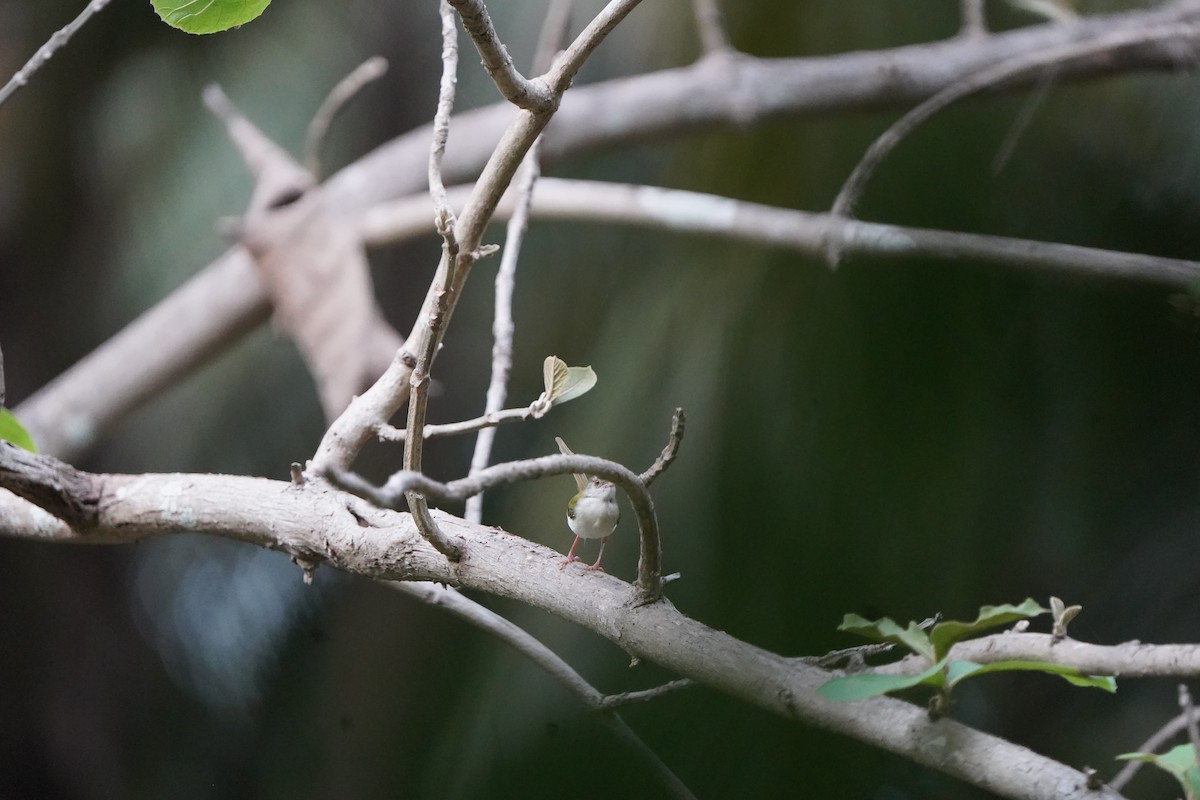 Common Tailorbird - Anup Prakash