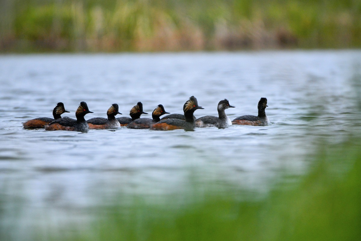 Eared Grebe - Jeff Gardner