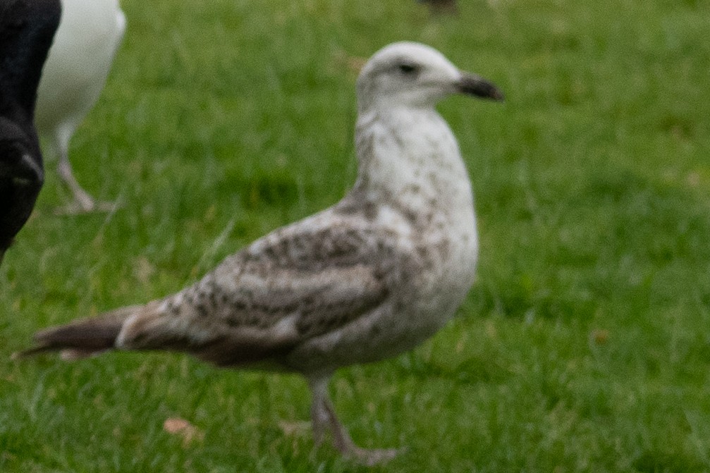 Lesser Black-backed Gull - Guido Van den Troost