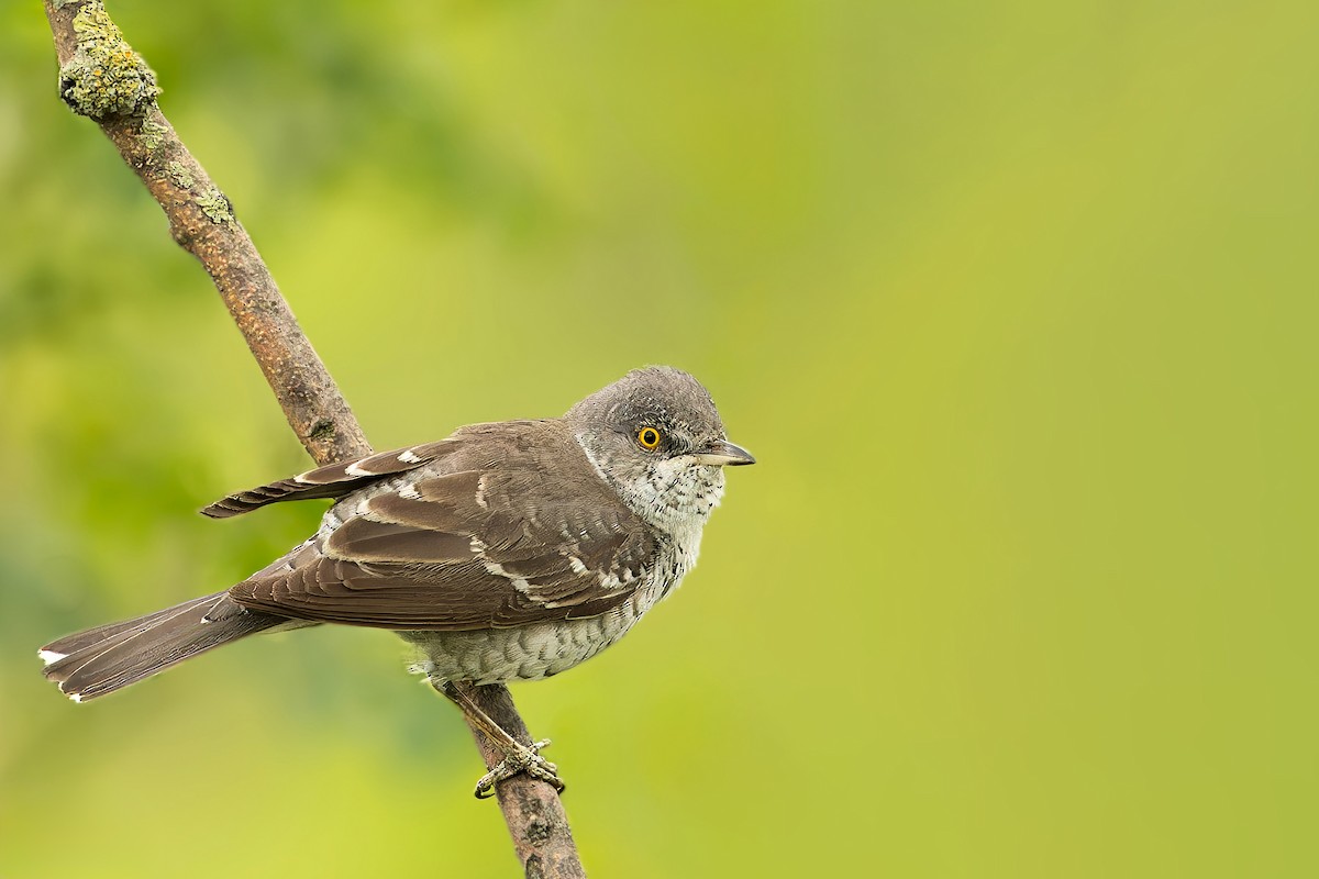 Barred Warbler - Michał Grądcki