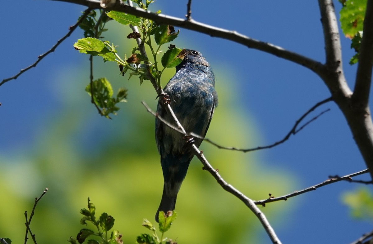 Indigo Bunting - Jeanne  Doruff