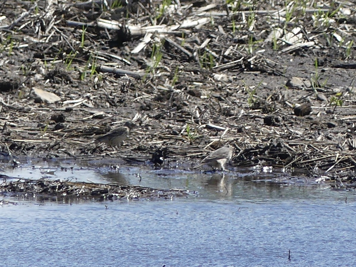 American Pipit - beau schaefer