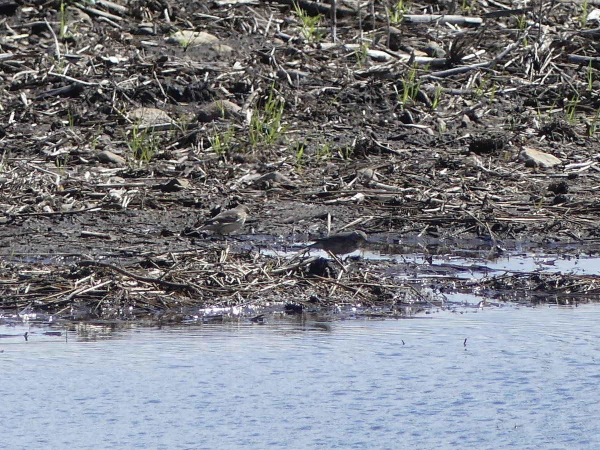 American Pipit - beau schaefer