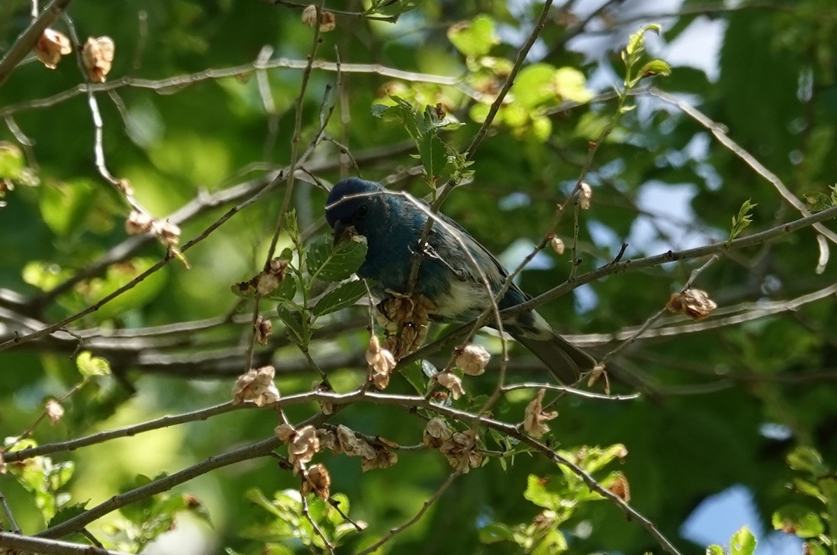 Indigo Bunting - Jeanne  Doruff