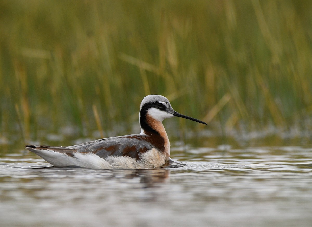 Wilson's Phalarope - Jeff Gardner