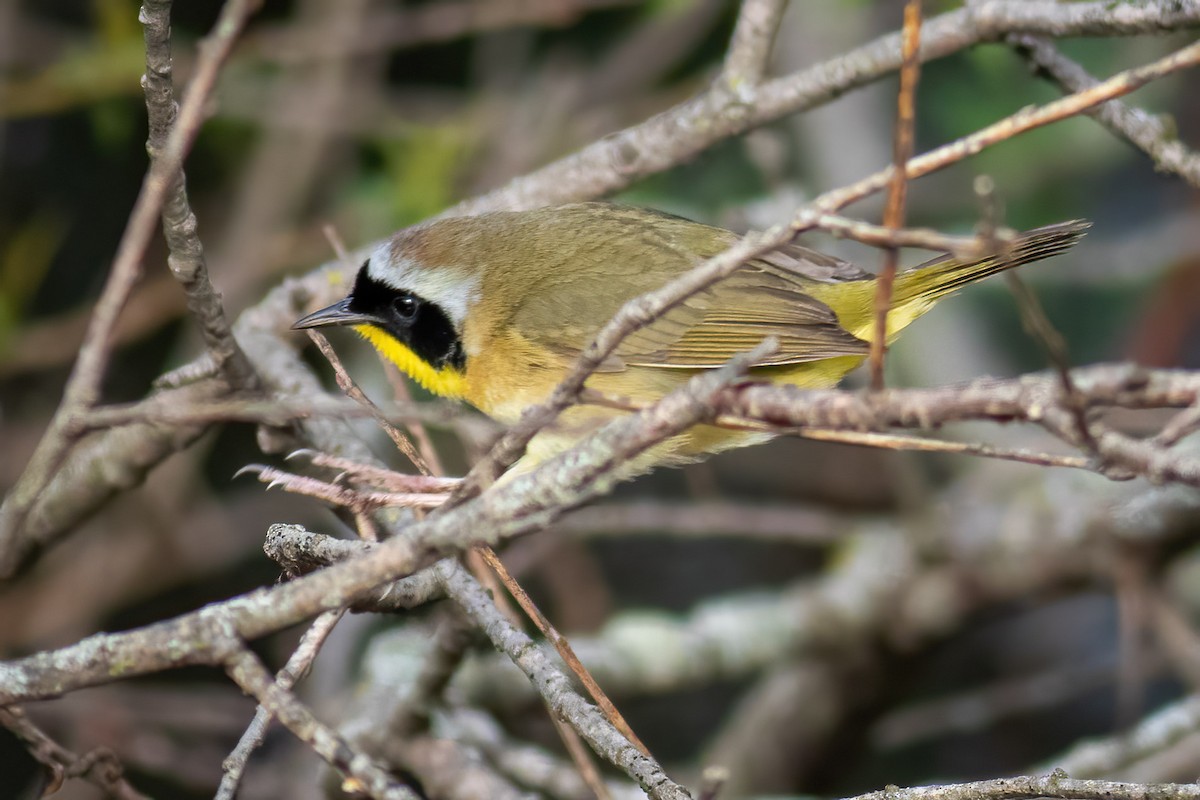 Common Yellowthroat - Craig Kingma