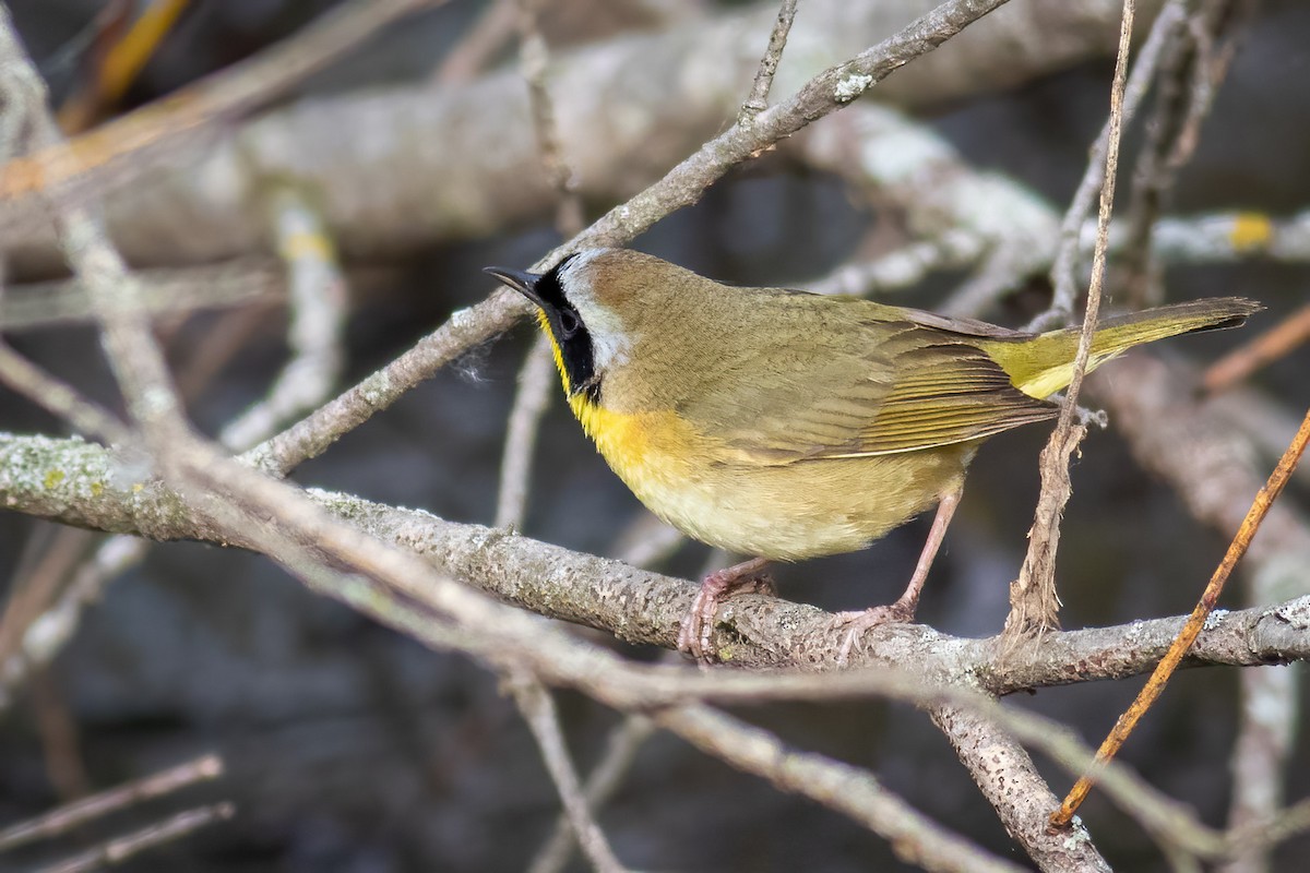 Common Yellowthroat - Craig Kingma