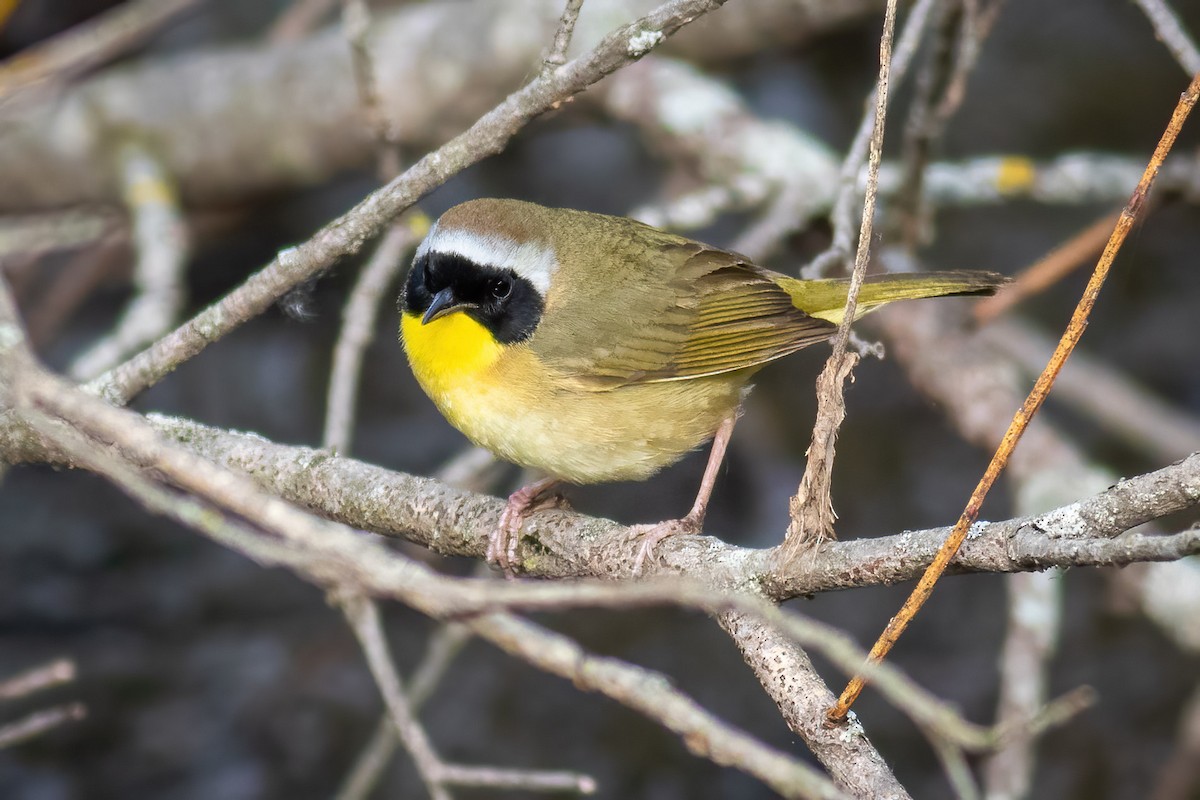 Common Yellowthroat - Craig Kingma