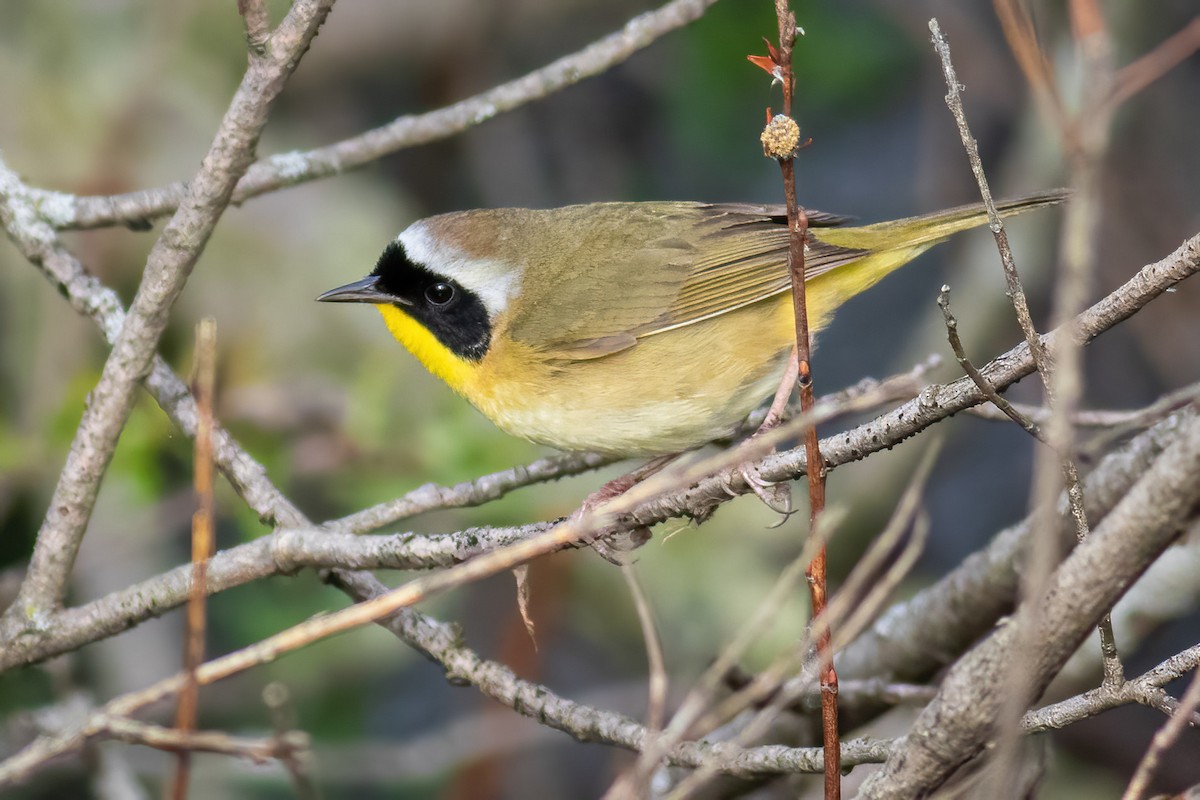 Common Yellowthroat - Craig Kingma