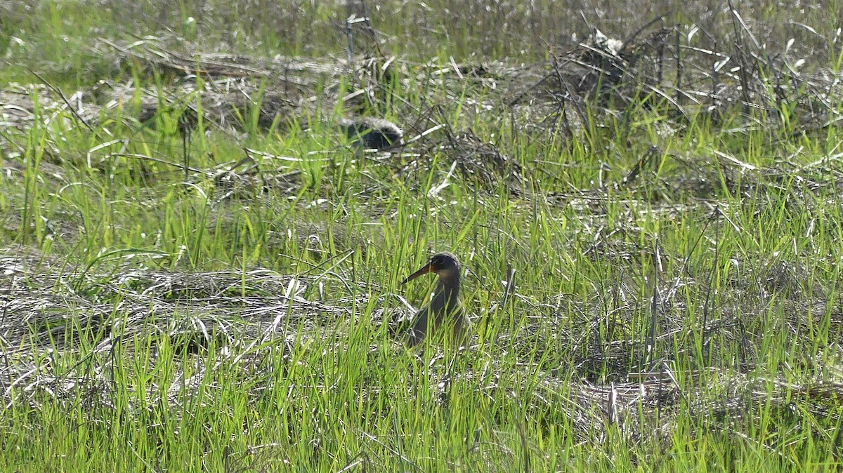 Clapper Rail - Daniel Islam