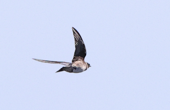 Purple Martin - Brandon Holden