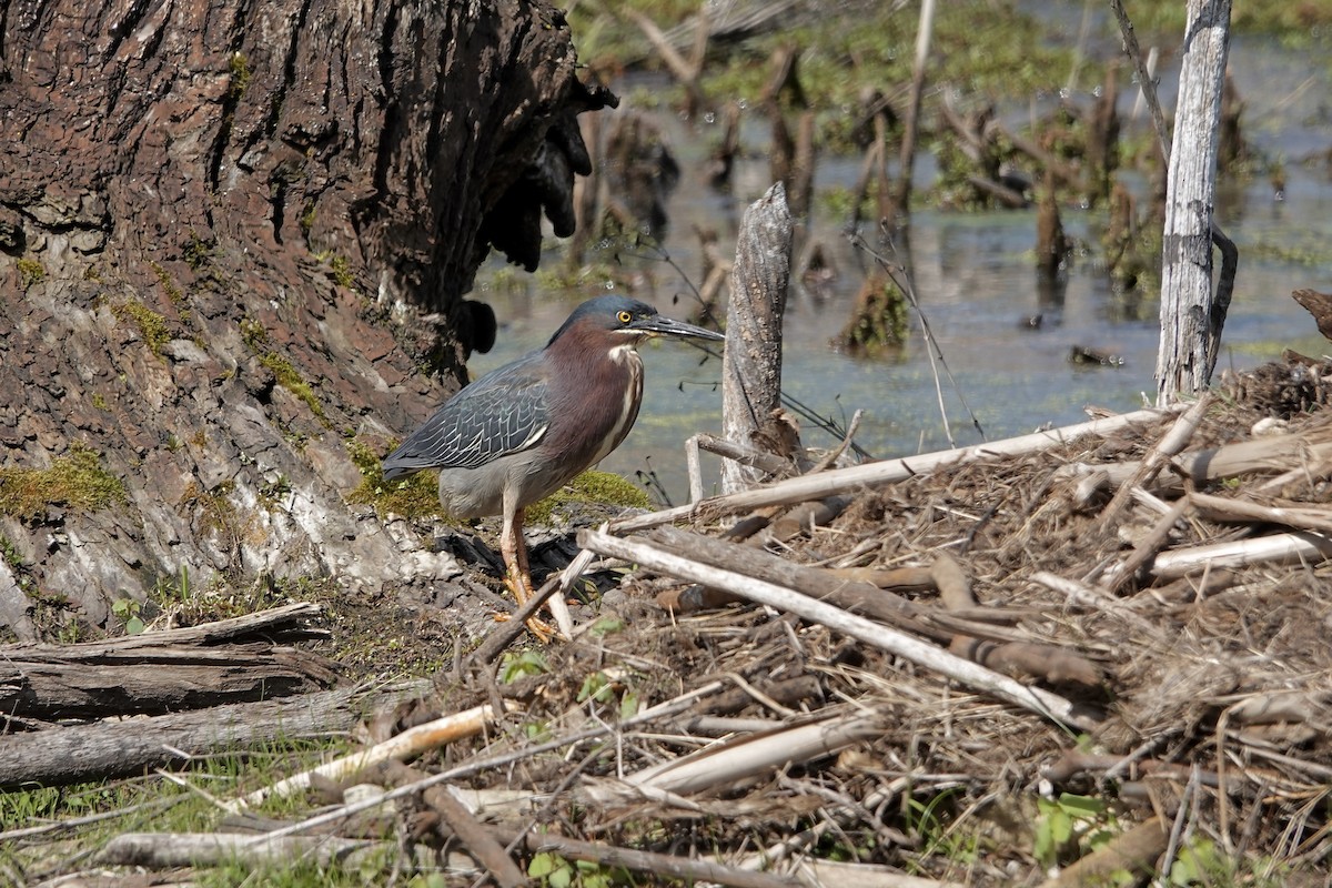 Green Heron - Carol MacKenzie