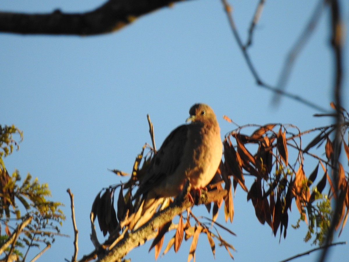 Eared Dove - Leonardo Bordin