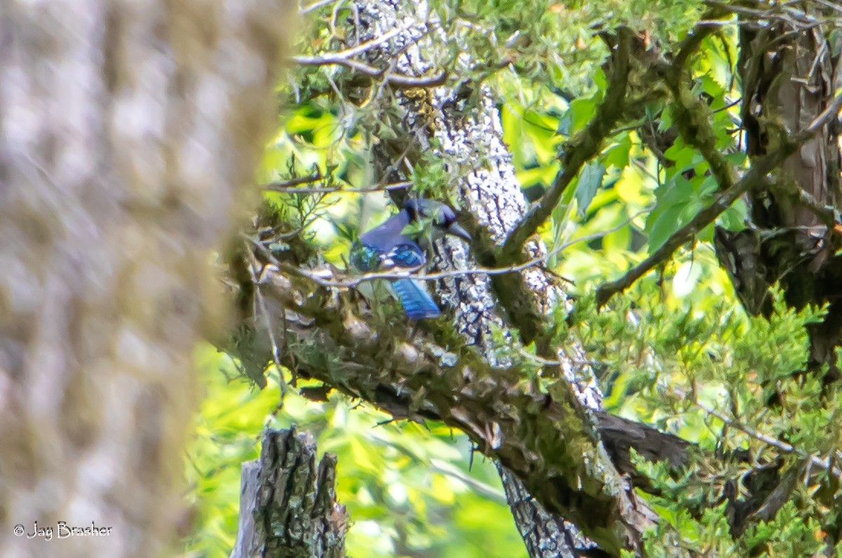 Blue Jay - Jay Brasher