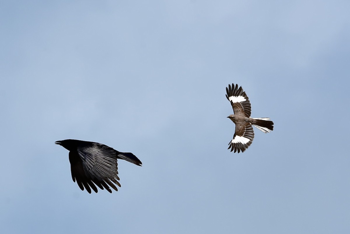 Northern Mockingbird - Thomas Hellinger