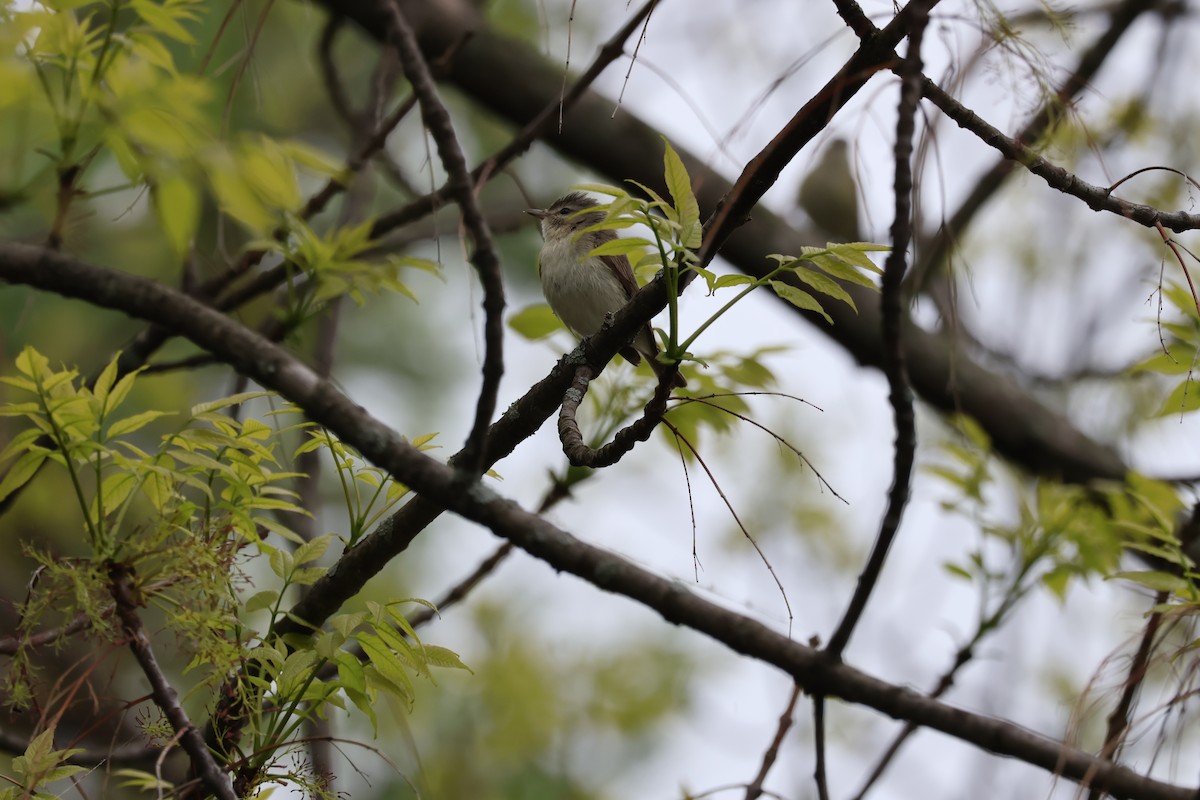 Warbling Vireo - Yianni Laskaris