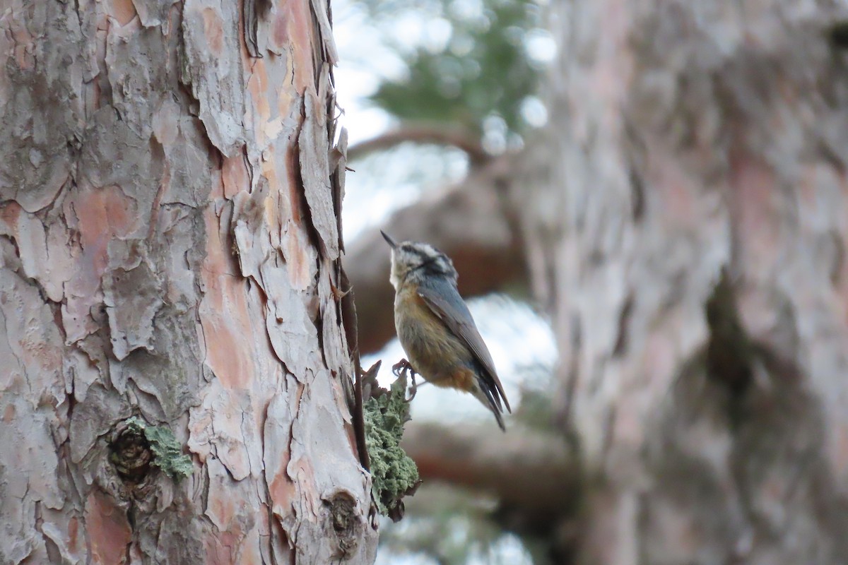 Red-breasted Nuthatch - ML618823308