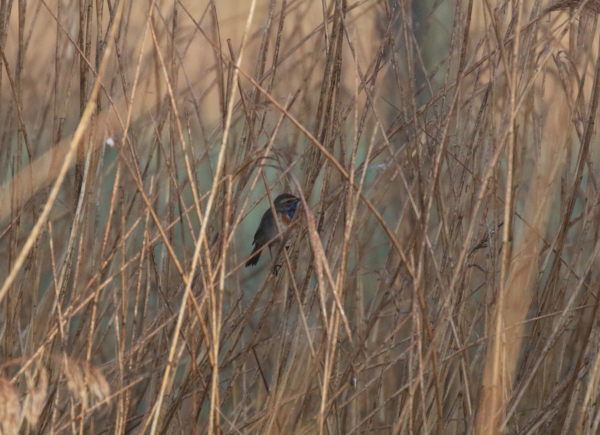 Bluethroat (White-spotted) - Neil Osborne