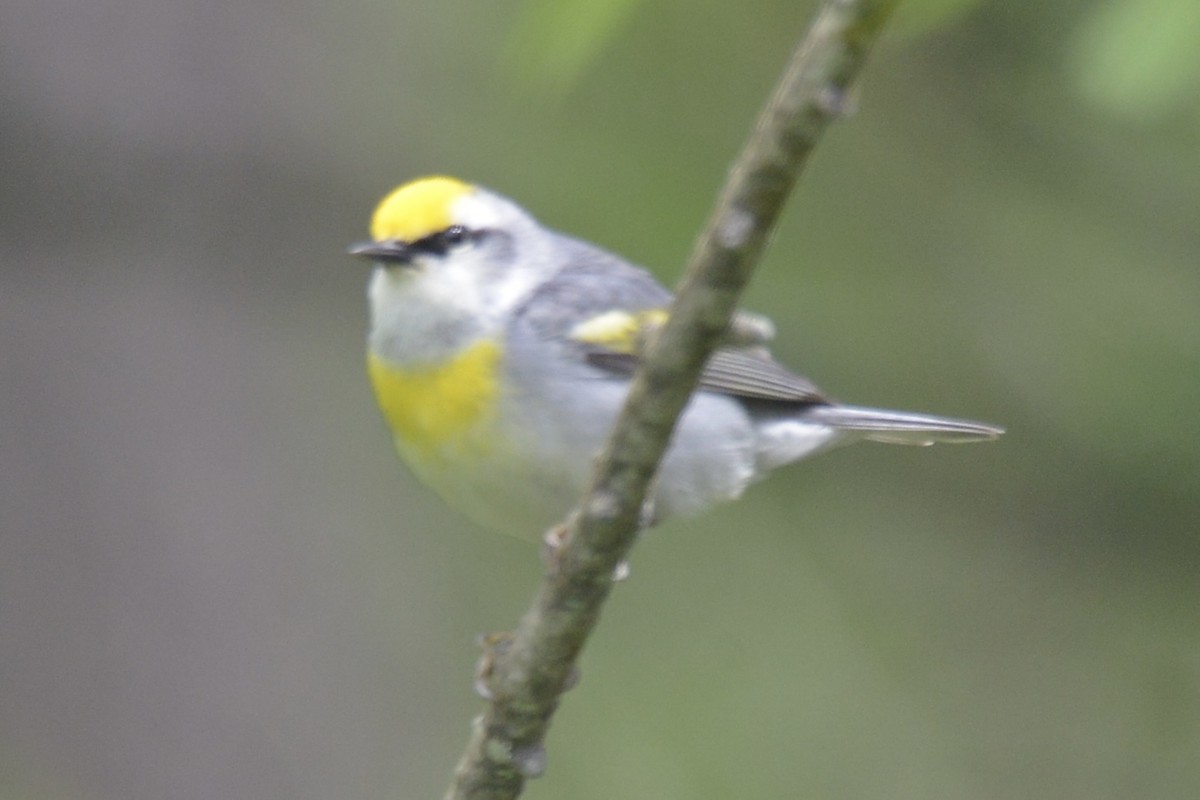 Brewster's Warbler (hybrid) - ML618823311