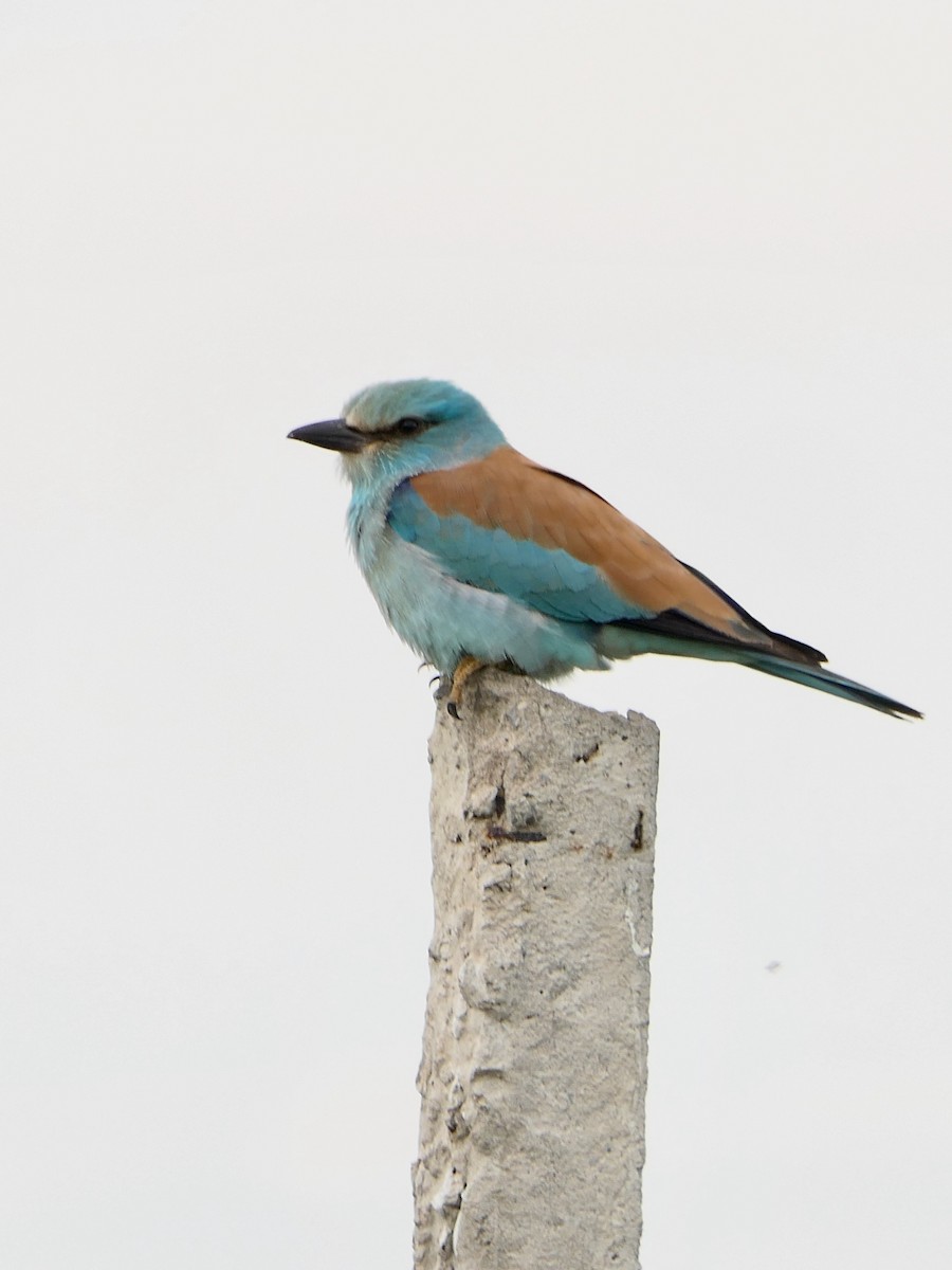 European Roller - Hein Prinsen