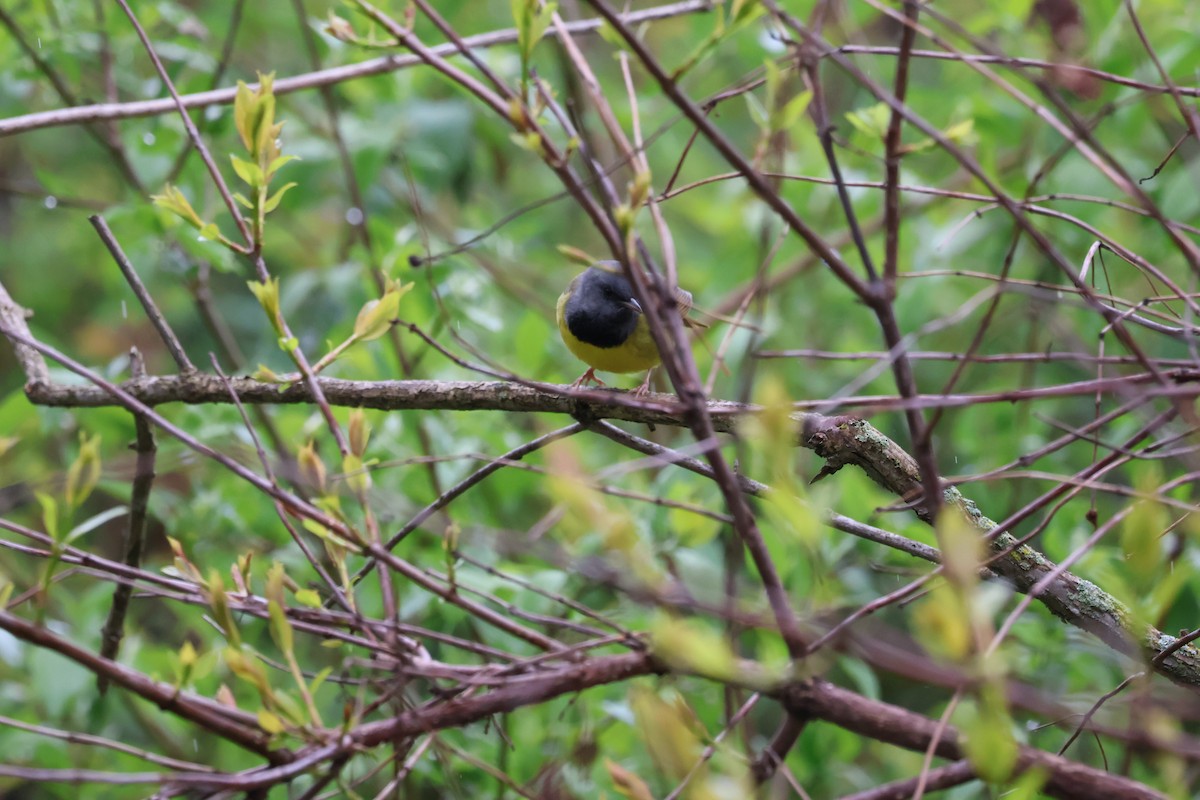 Mourning Warbler - Yianni Laskaris