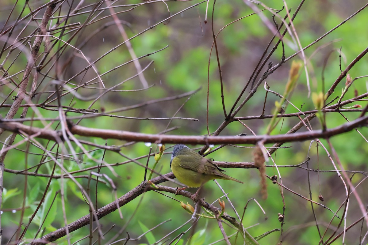 Mourning Warbler - Yianni Laskaris