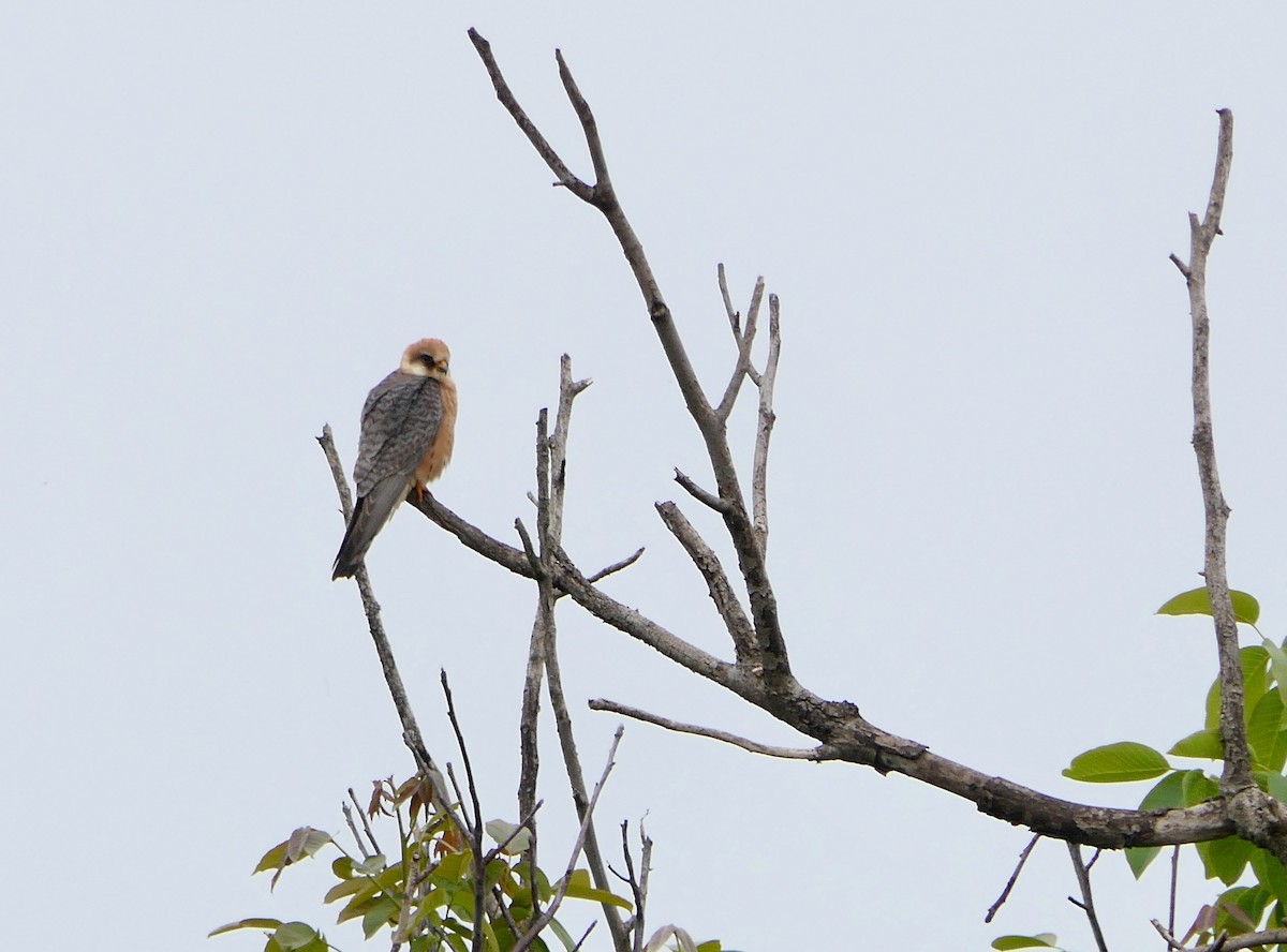 Red-footed Falcon - Hein Prinsen