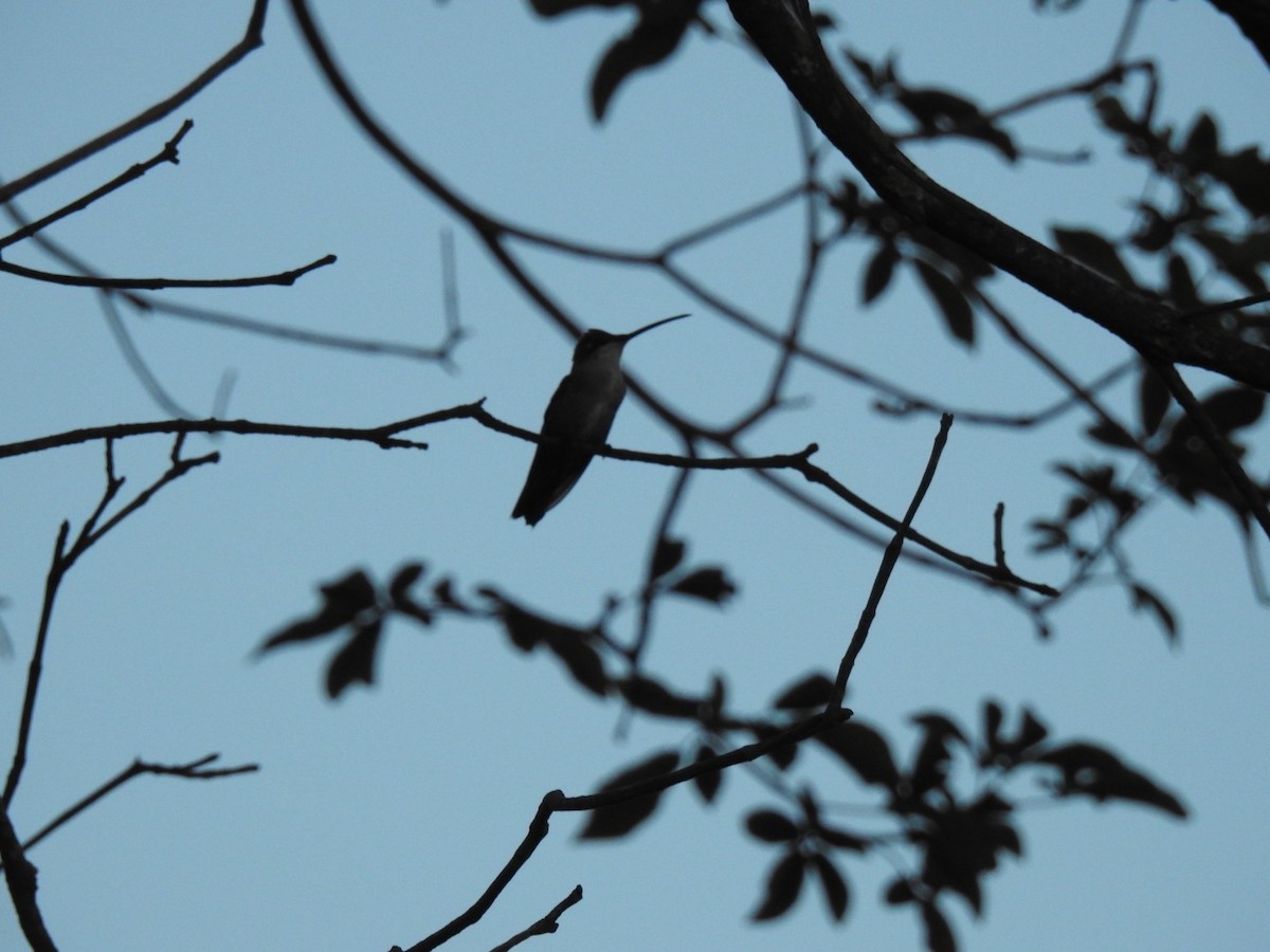 Blue-tufted Starthroat - Leonardo Bordin