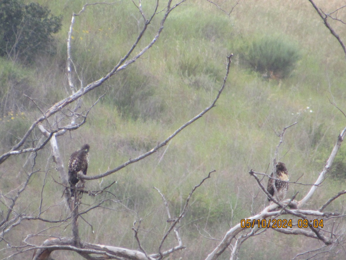 Red-tailed Hawk - crdf bird