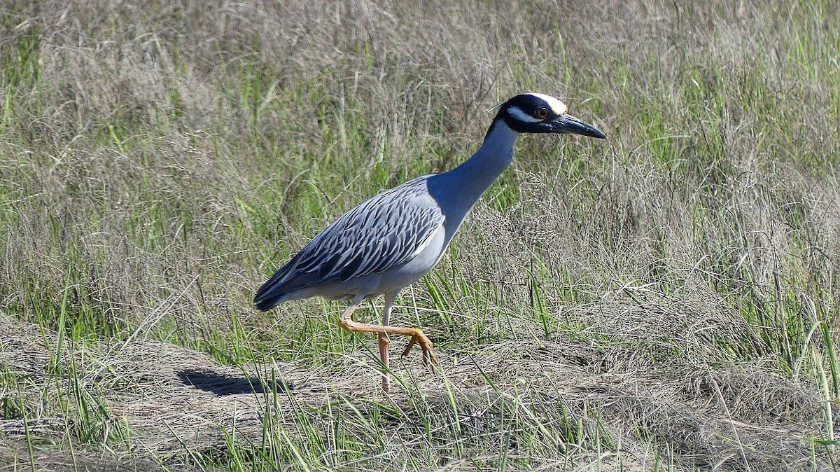 Yellow-crowned Night Heron - Daniel Islam