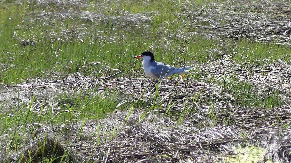 Forster's Tern - ML618823357