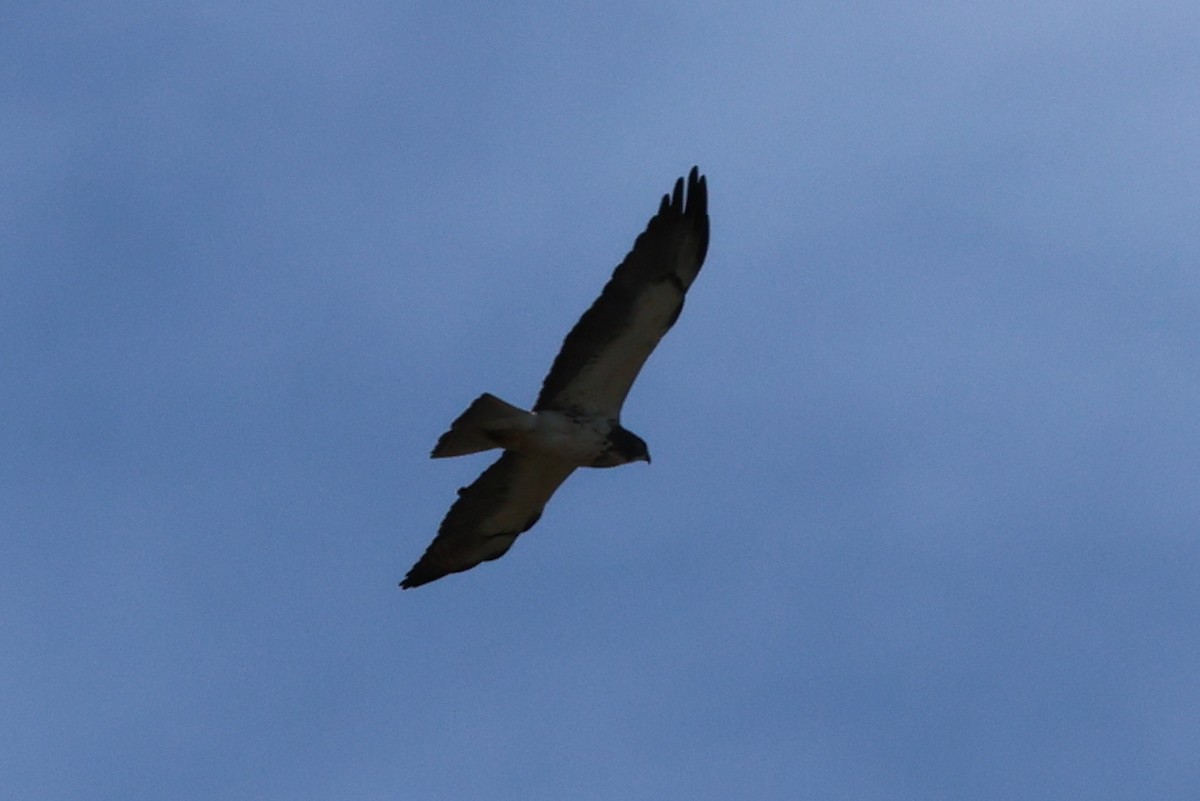 Swainson's Hawk - Vern Bothwell