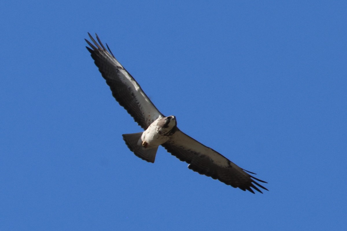 Swainson's Hawk - Vern Bothwell