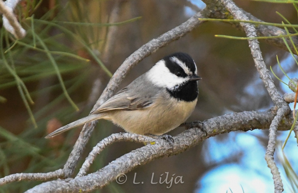 Mountain Chickadee - Lorri Lilja