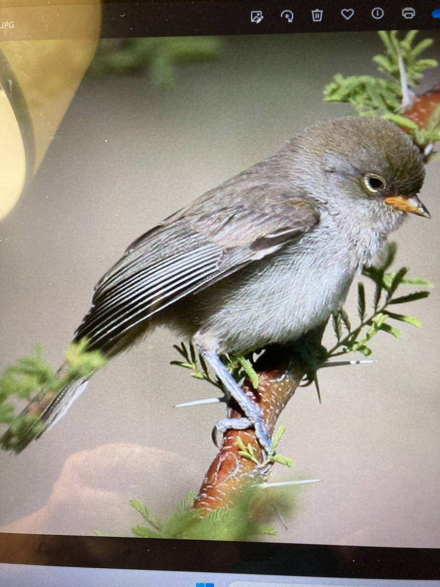 Verdin - Cindy Baisden