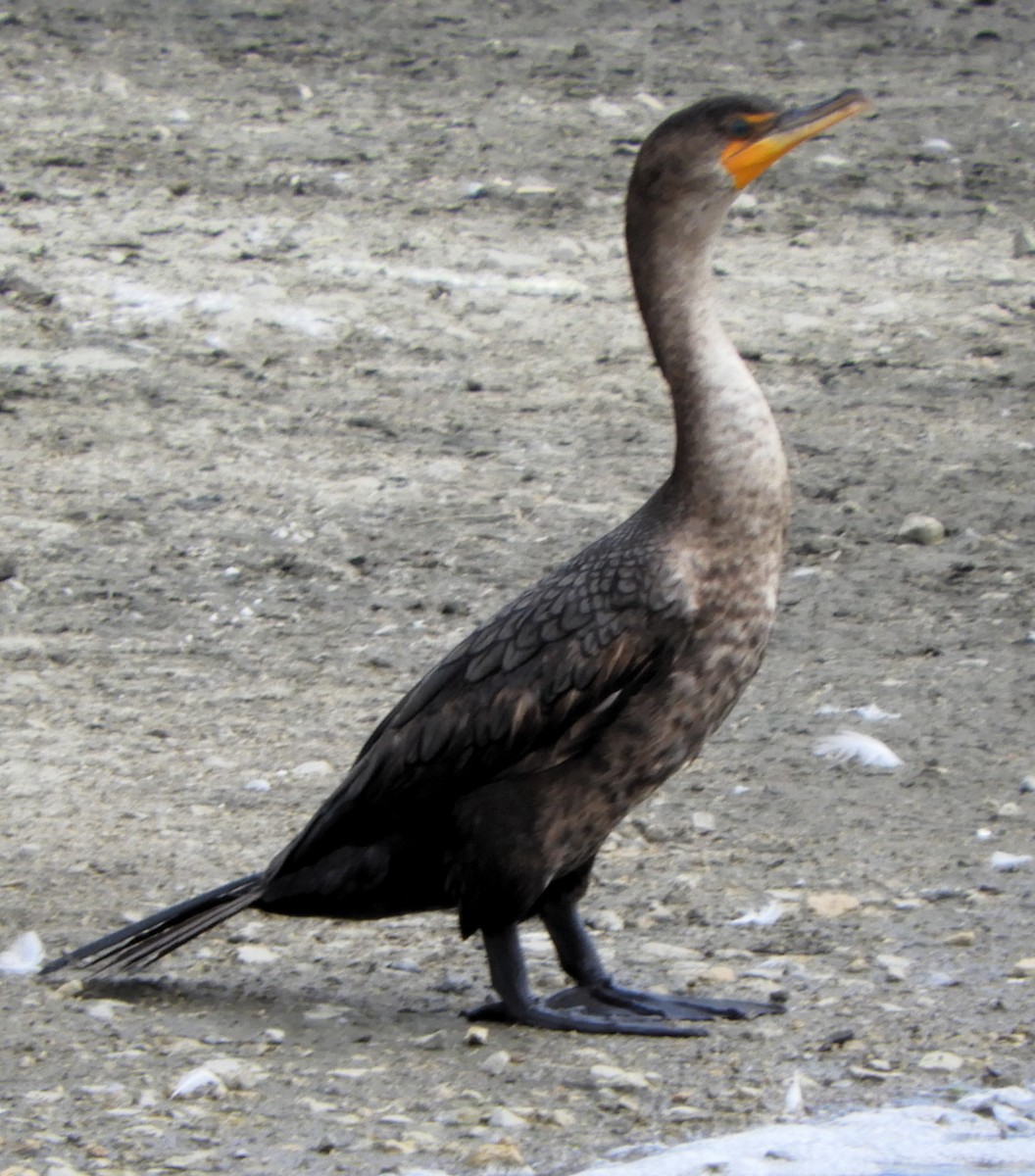 Double-crested Cormorant - JaniceAndKeith Moreau