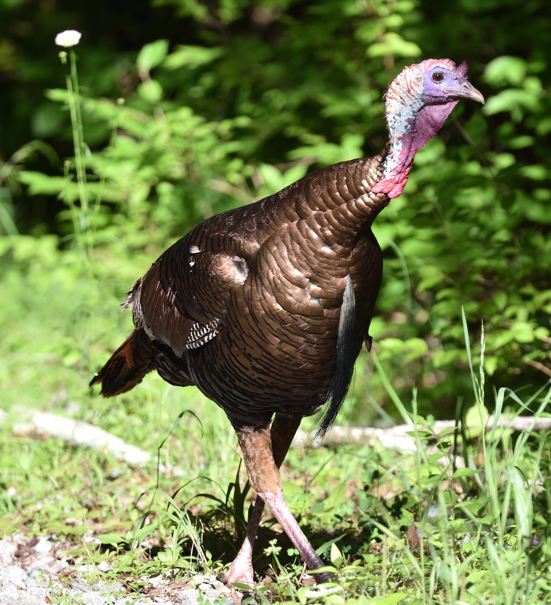 Wild Turkey - ML618823372