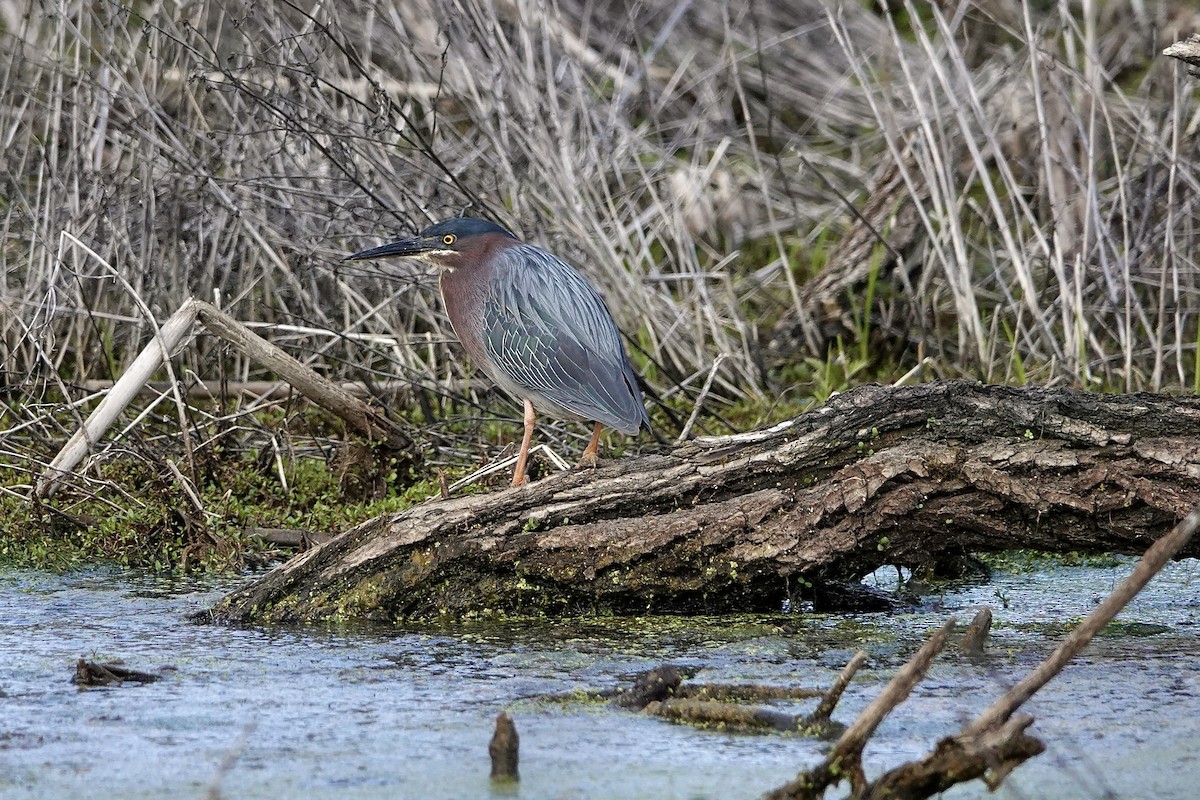 Green Heron - Carol MacKenzie