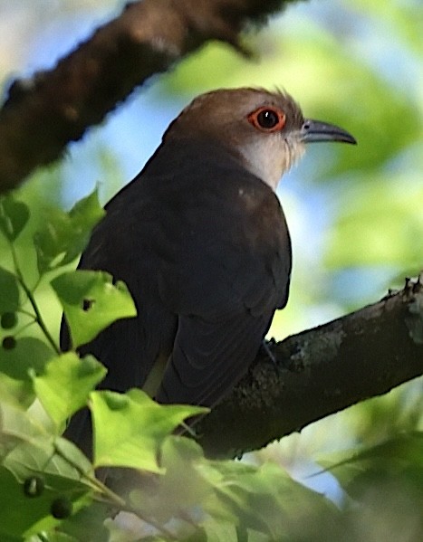 Black-billed Cuckoo - Steve Goodbred