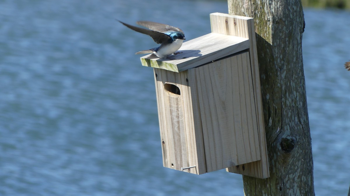 Tree Swallow - Daniel Islam