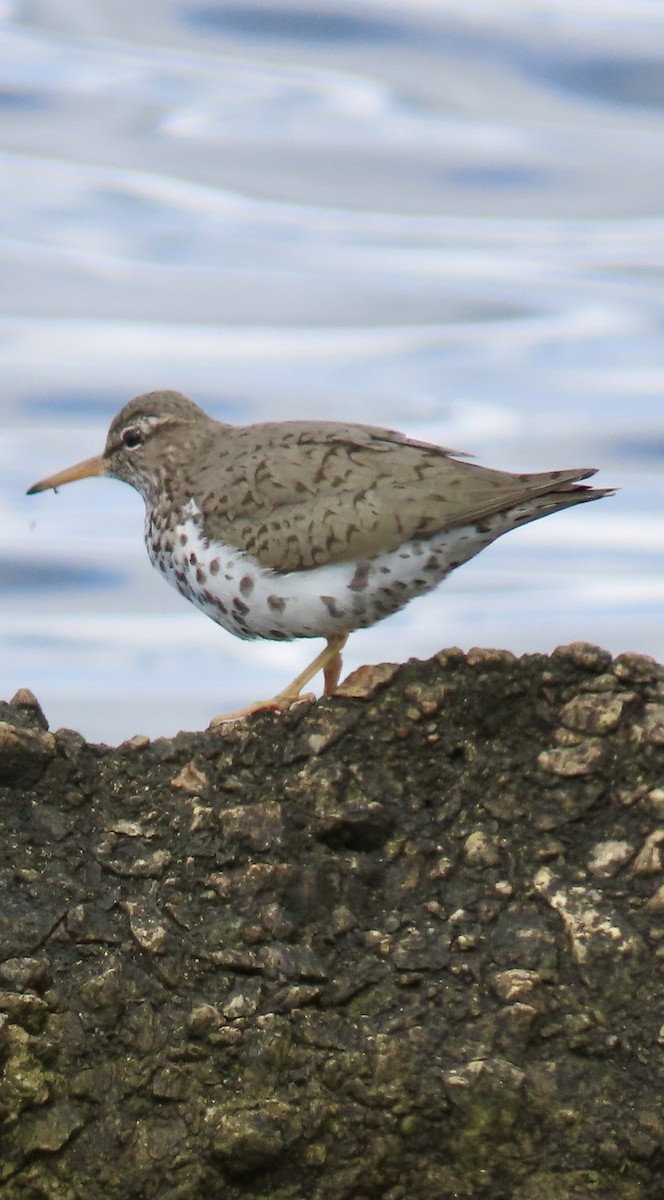 Spotted Sandpiper - Tom & Anna Leith