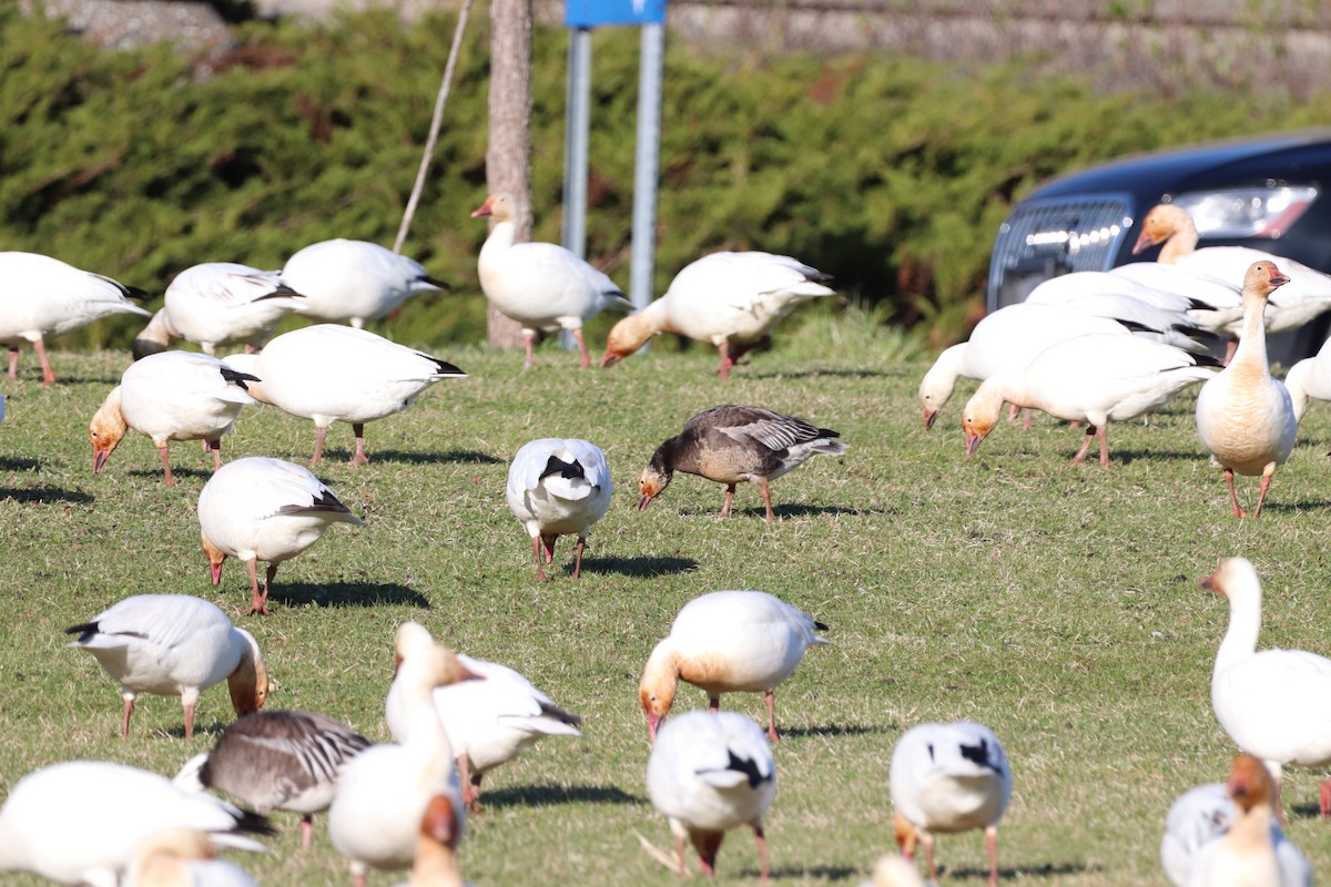 Snow x Ross's Goose (hybrid) - ML618823404