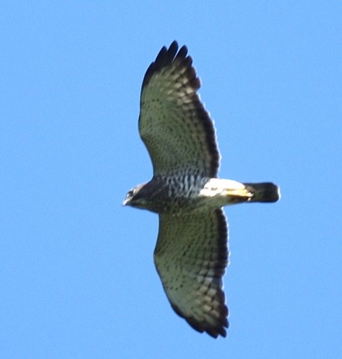 Broad-winged Hawk - Steve Goodbred