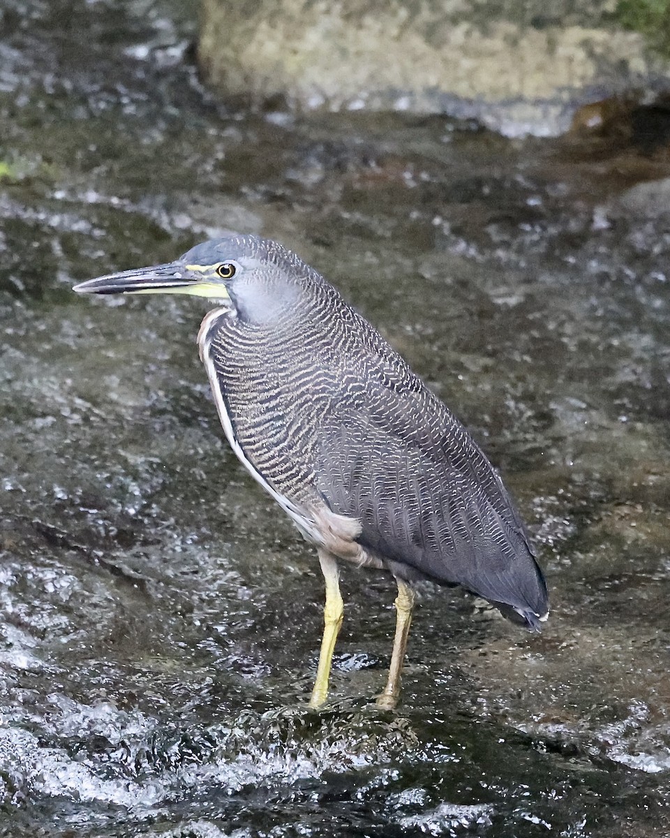 Fasciated Tiger-Heron - Peter Fullagar