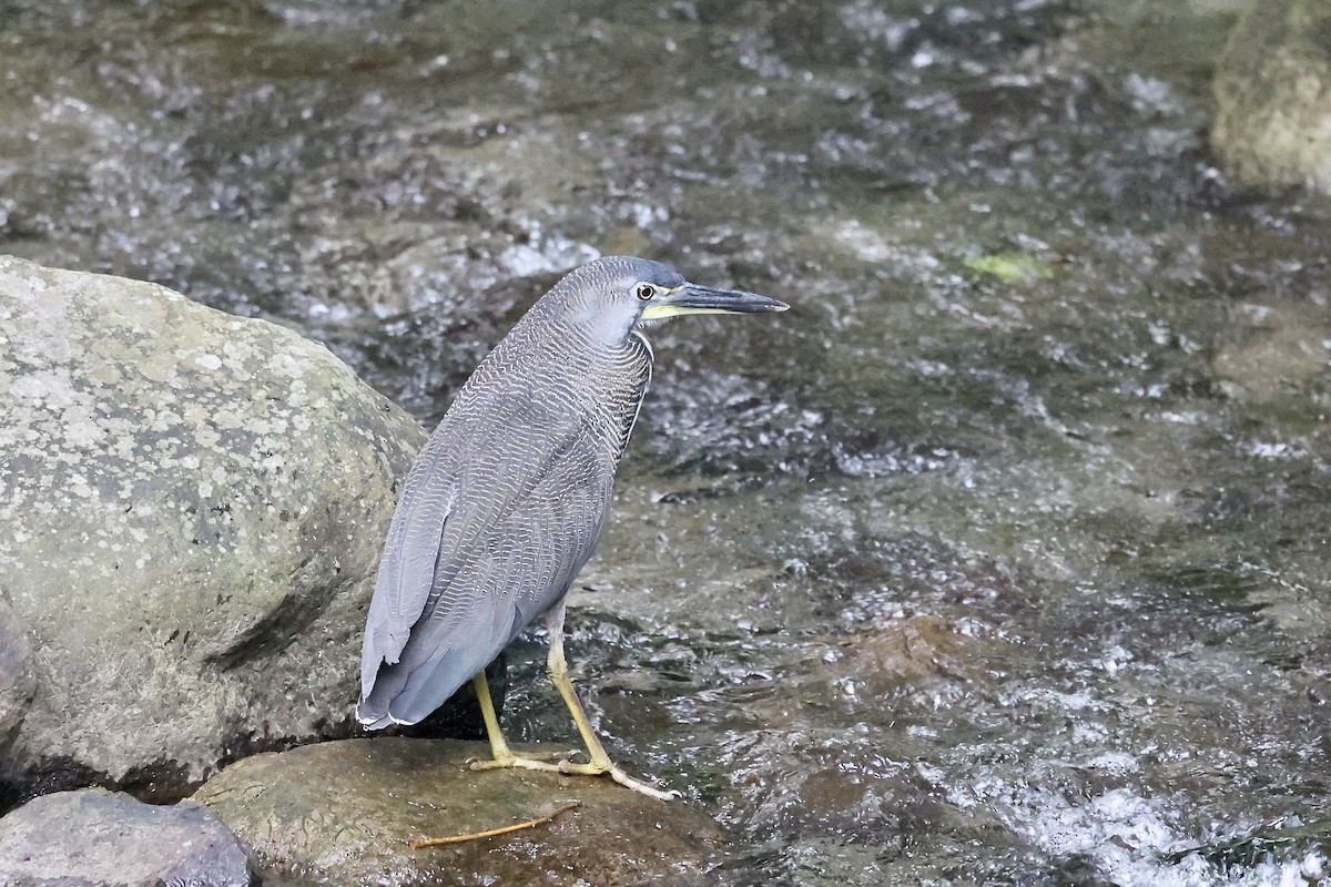 Fasciated Tiger-Heron - Peter Fullagar